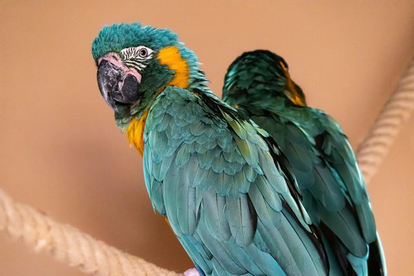 Adopter un animal de compagnie : comment préparer son arrivée à la maison ?