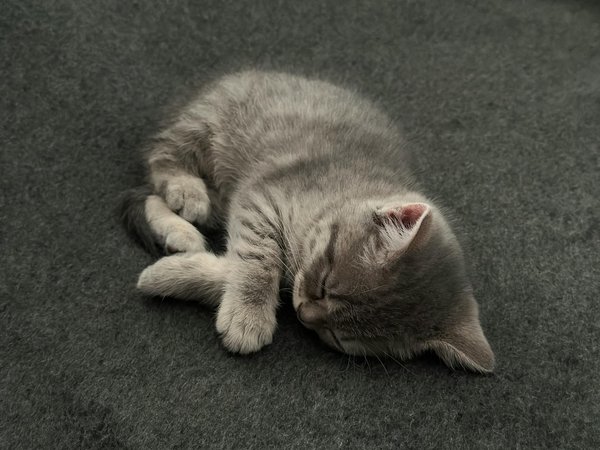 Quel animal sans entretien ?