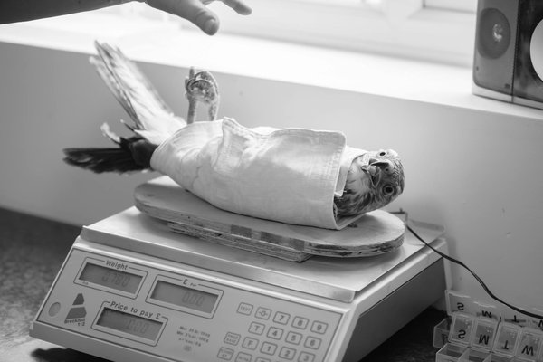 Les animaux les plus exotiques que l'on peut trouver en France