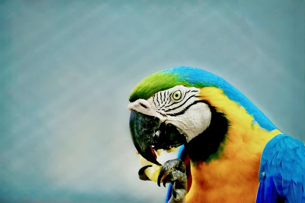 Quel animal vit dans une maison ?