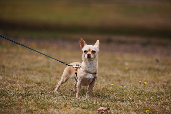 Quelle race de chien existe ?