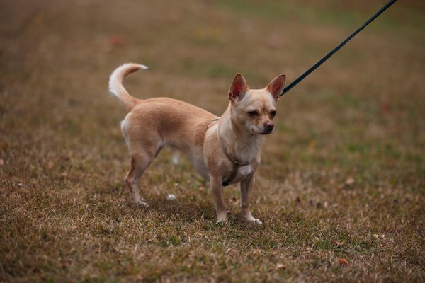 En quoi se spécifient les packs saisonniers pour chevaux ?