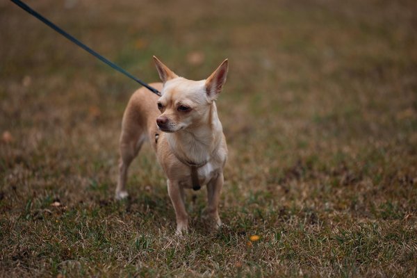 Quel animal est futé ?
