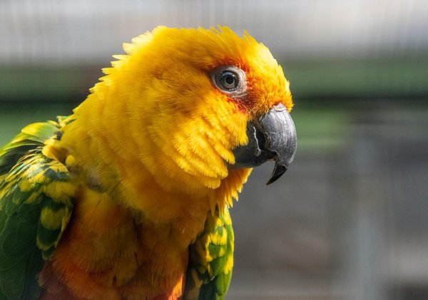 Les 10 animaux les plus intelligents de la planète