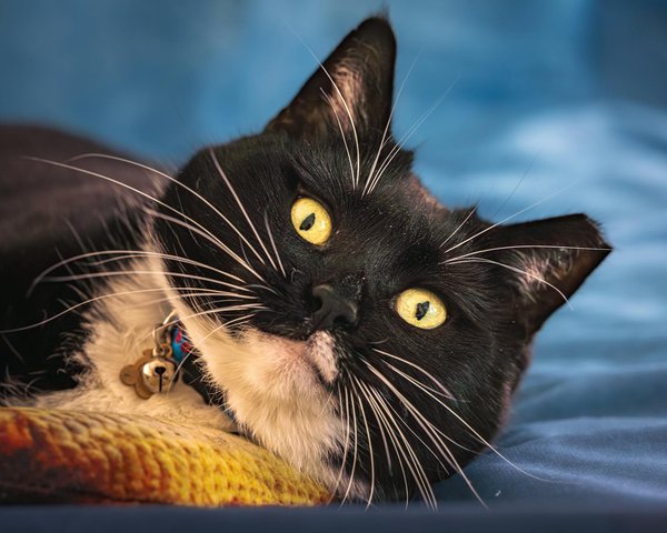 Quel est l'animal le plus peureux ?