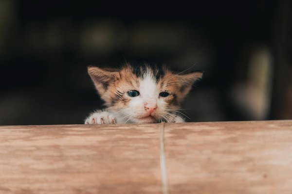 Avantage du vermifuge anti puce et complément alimentaire pour le bien être de vos chats