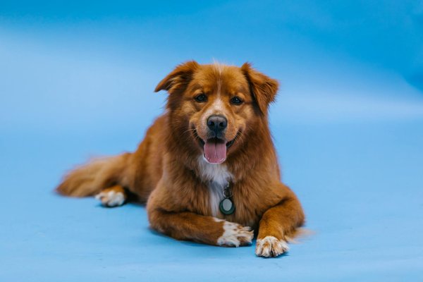 Quel est l'animal le plus appréciés au monde ?